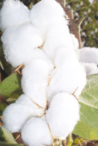 Cotton