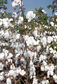 Cotton