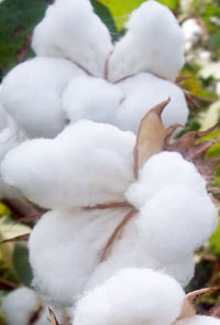 Cotton