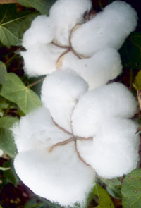 Cotton