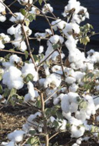 Cotton